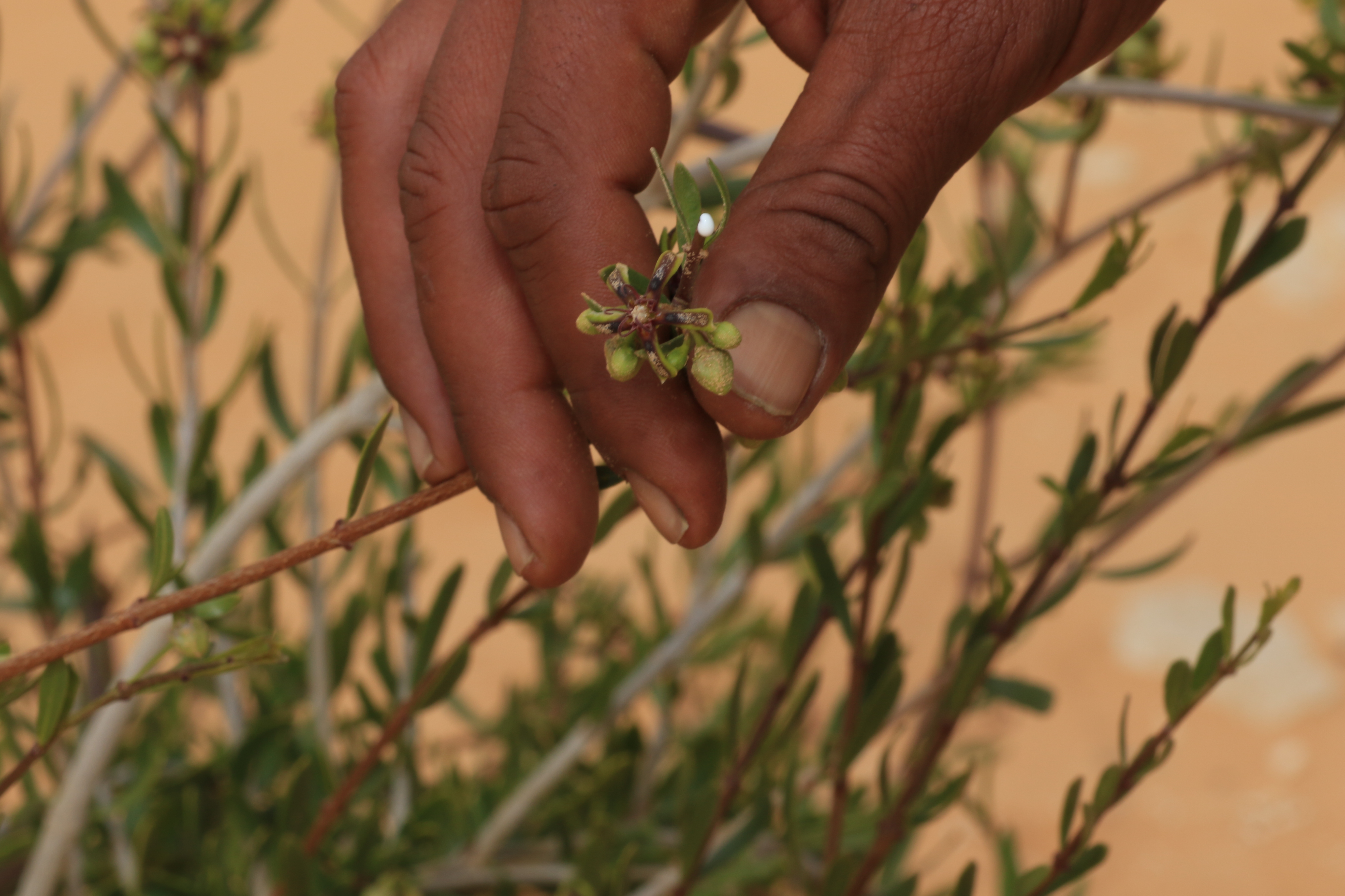 Biodiversité