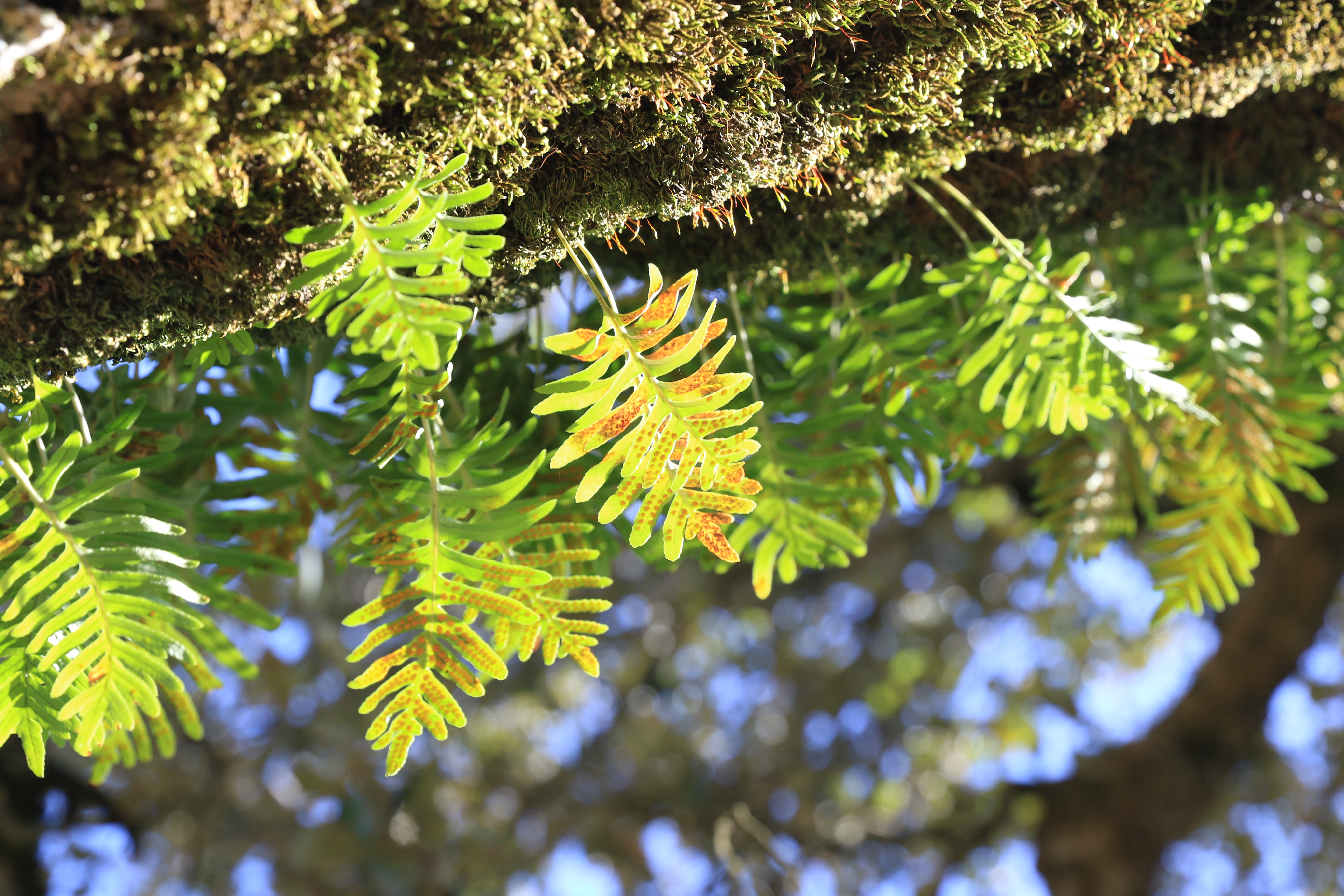 Biodiversité