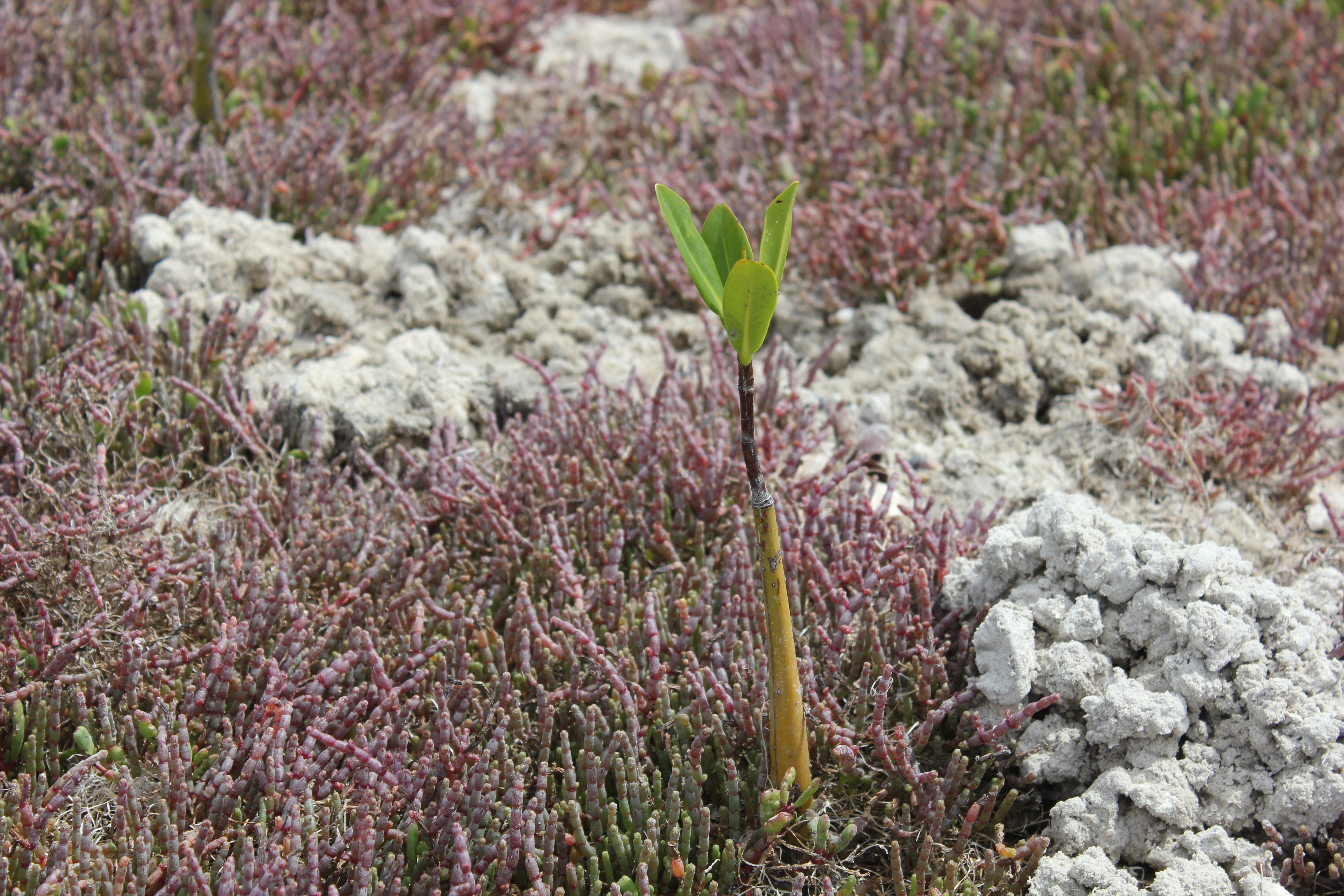 Biodiversity