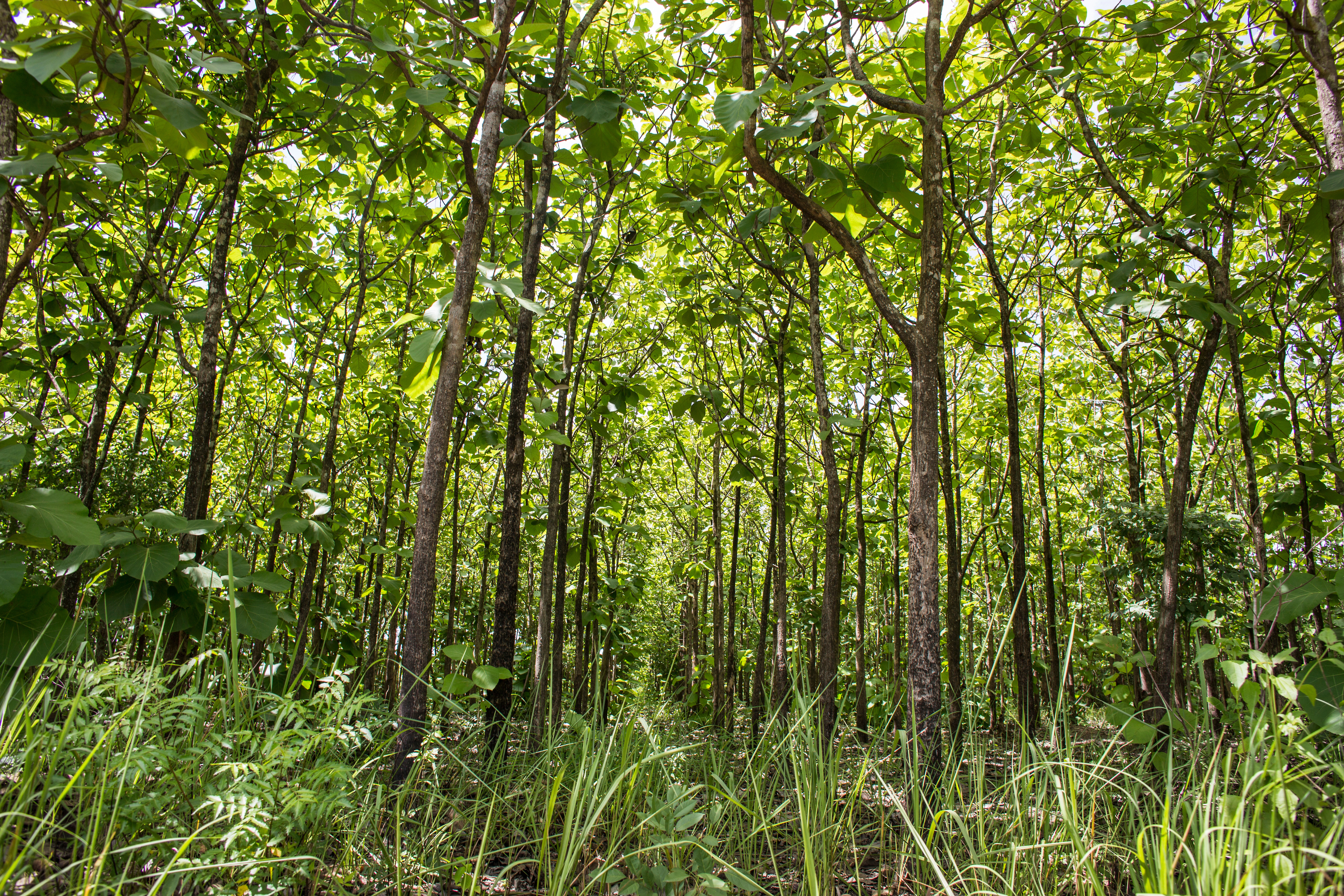 Biodiversité