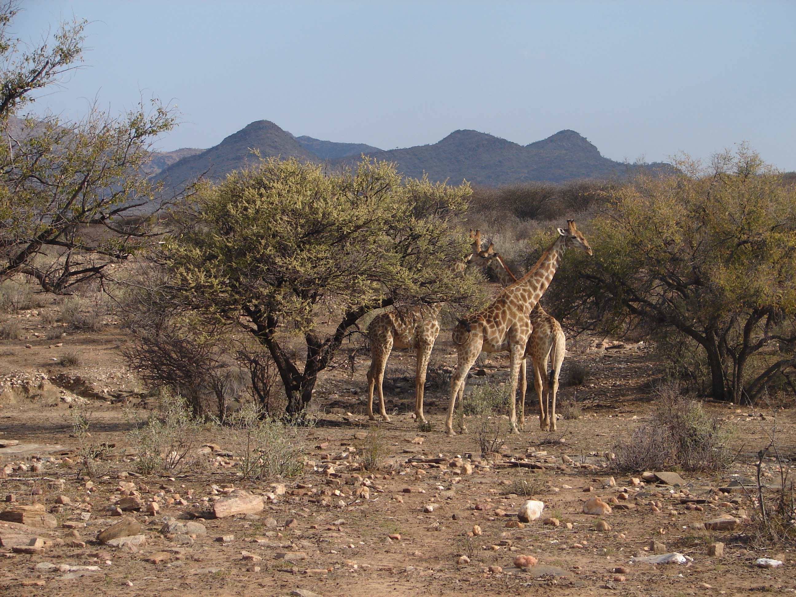 Biodiversity