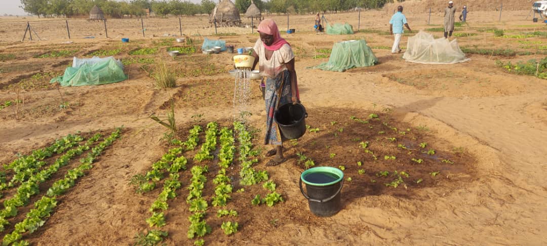 Soutien florissant pour les femmes de falmey (Niger) dans le cadre du projet AdaptWAP