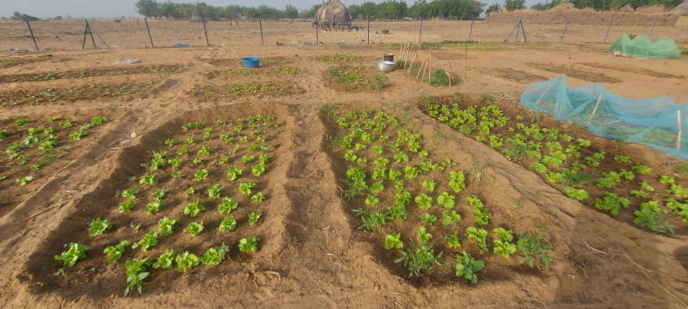 Soutien florissant pour les femmes de falmey (Niger) dans le cadre du projet AdaptWAP